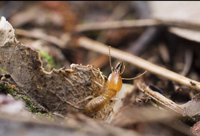白蚁防治