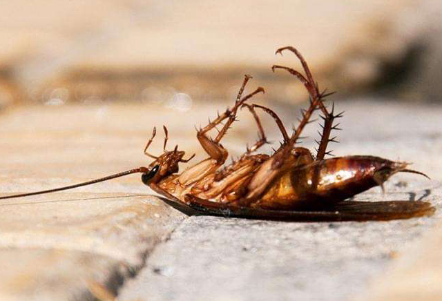蟑螂治理