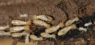 为何白蚁危害更加严重？