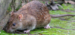 褐家鼠
