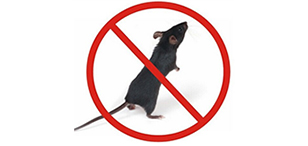 为什么老鼠灭不干净？