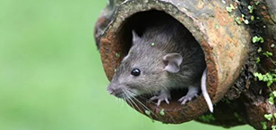 家庭灭鼠七种妙招