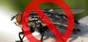 苍蝇为什么不怕细菌？