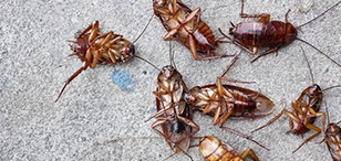 为什么蟑螂灭不完？