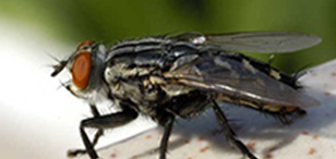 苍蝇